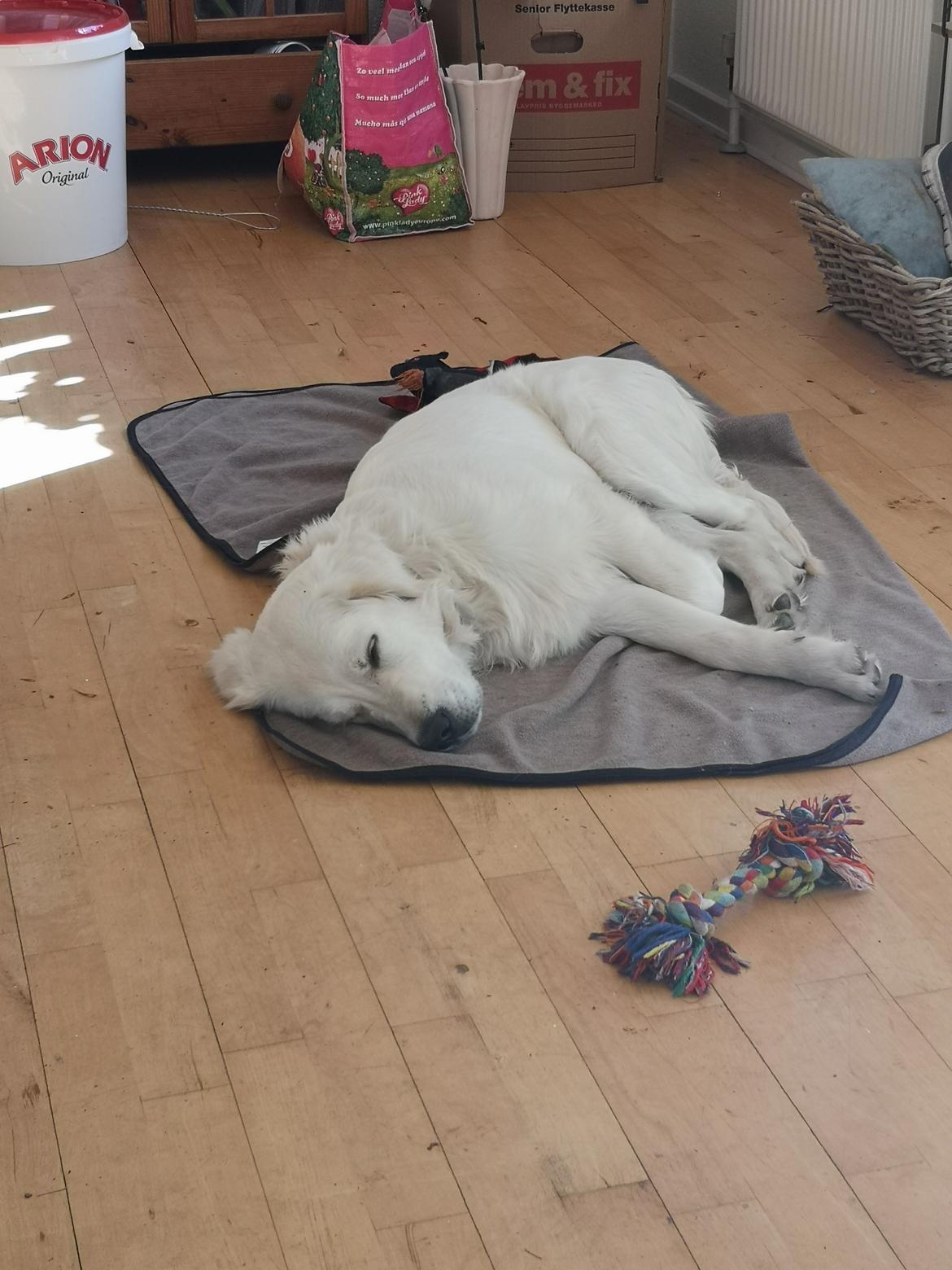 Golden retriever Arthur  billede 3