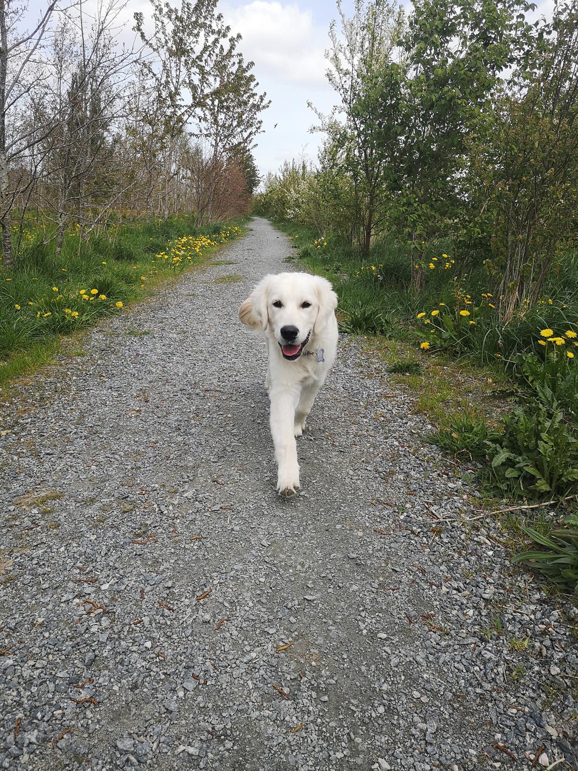 Golden retriever Arthur  billede 4