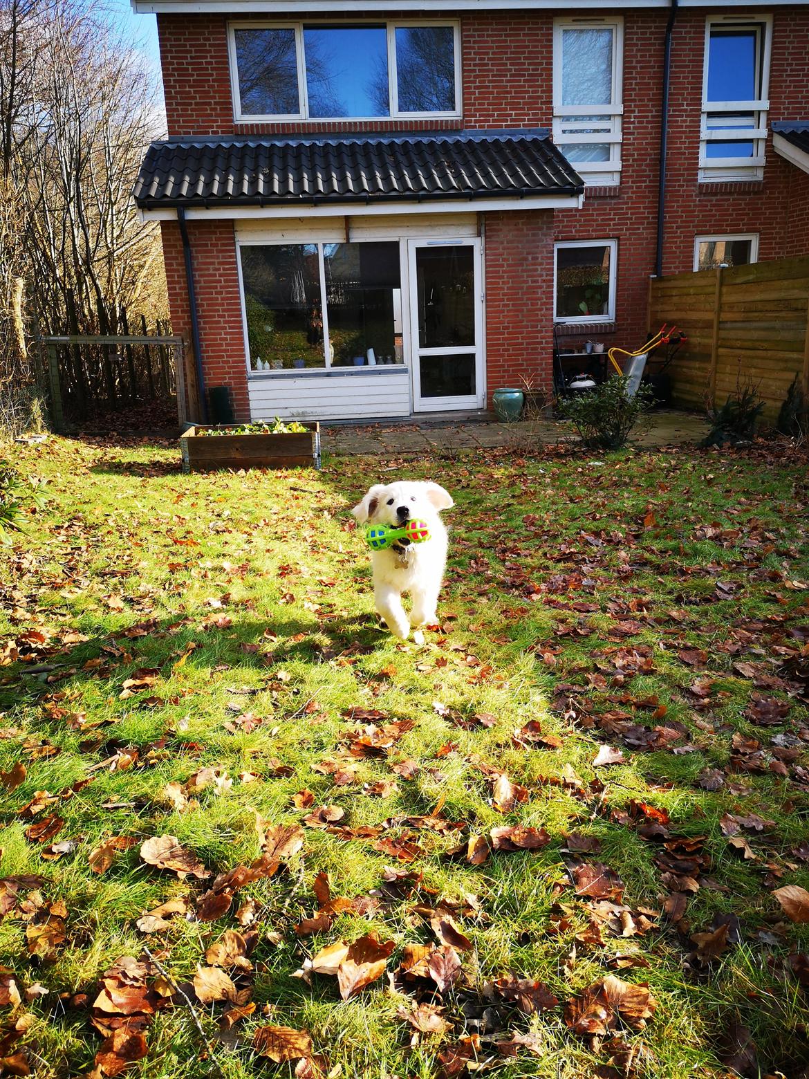 Golden retriever Arthur  billede 8