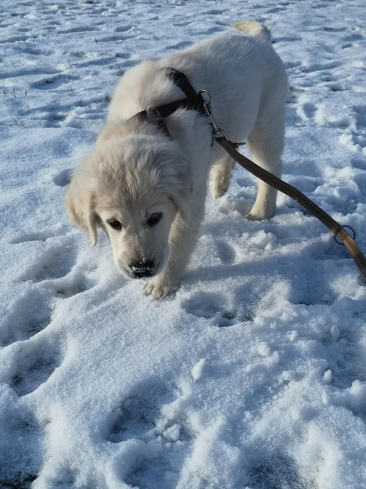 Golden retriever Arthur  billede 10