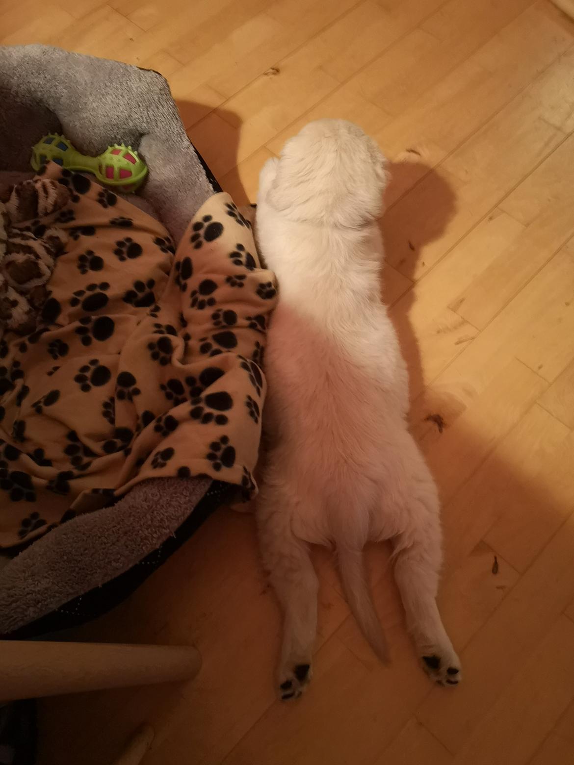 Golden retriever Arthur  billede 16