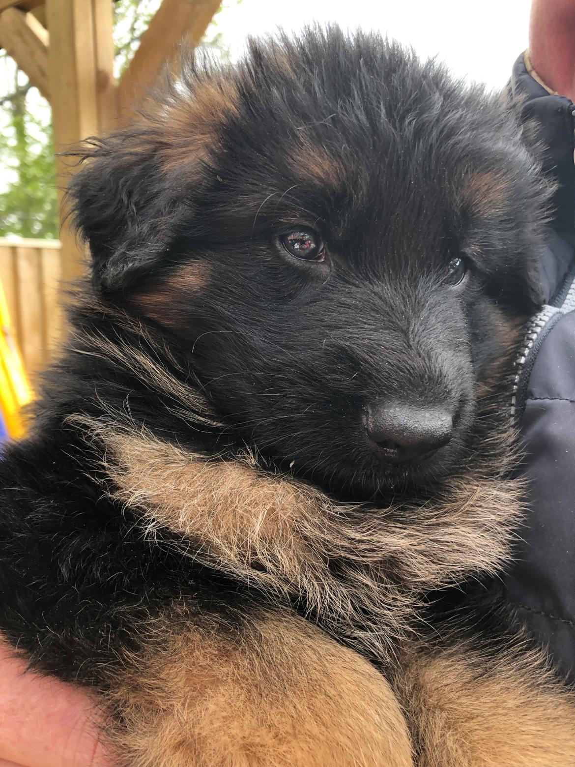 Schæferhund Xinkai  billede 7