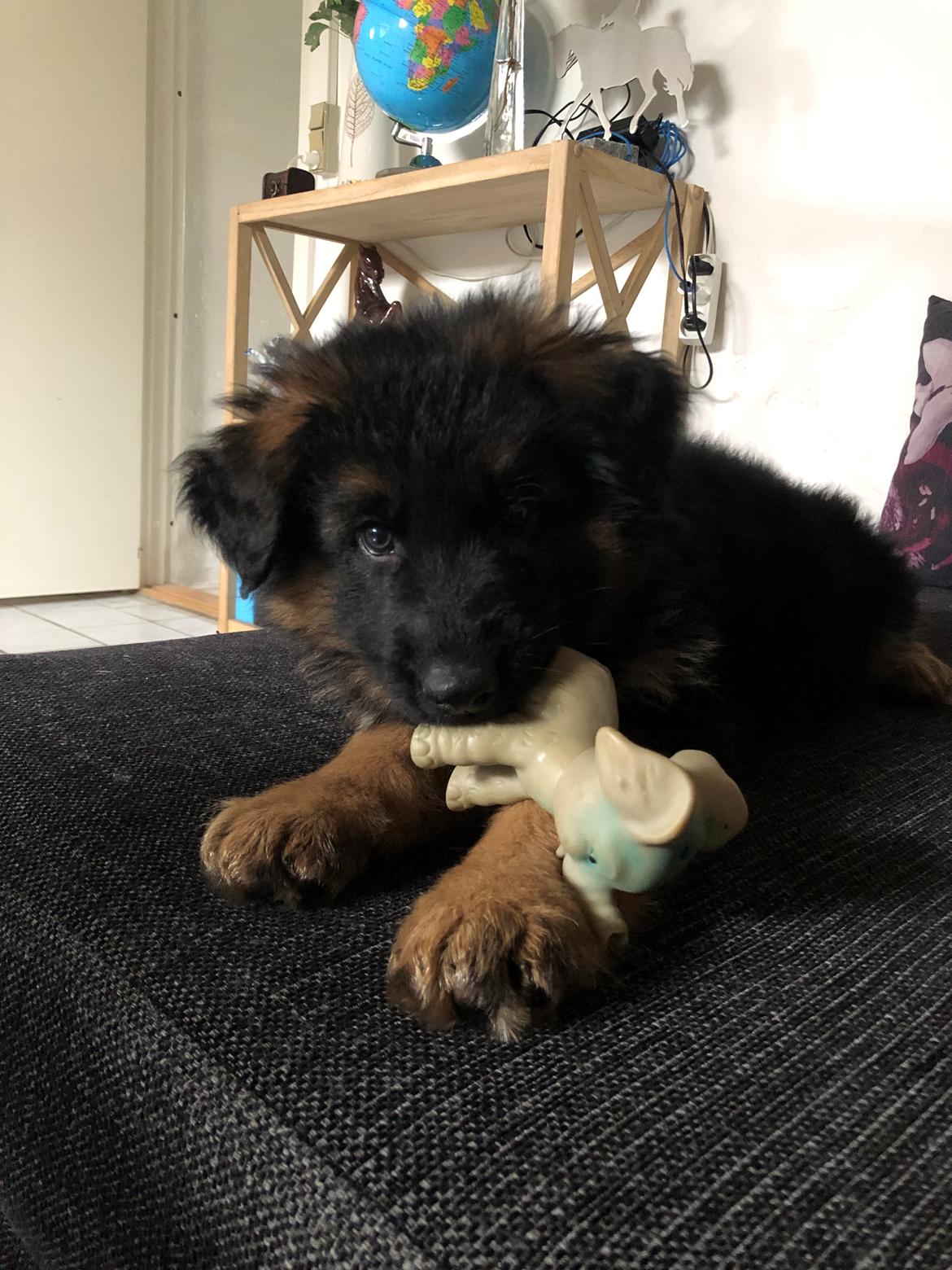 Schæferhund Xinkai  billede 14