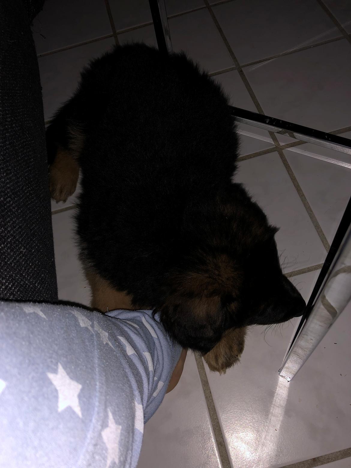 Schæferhund Xinkai  billede 17