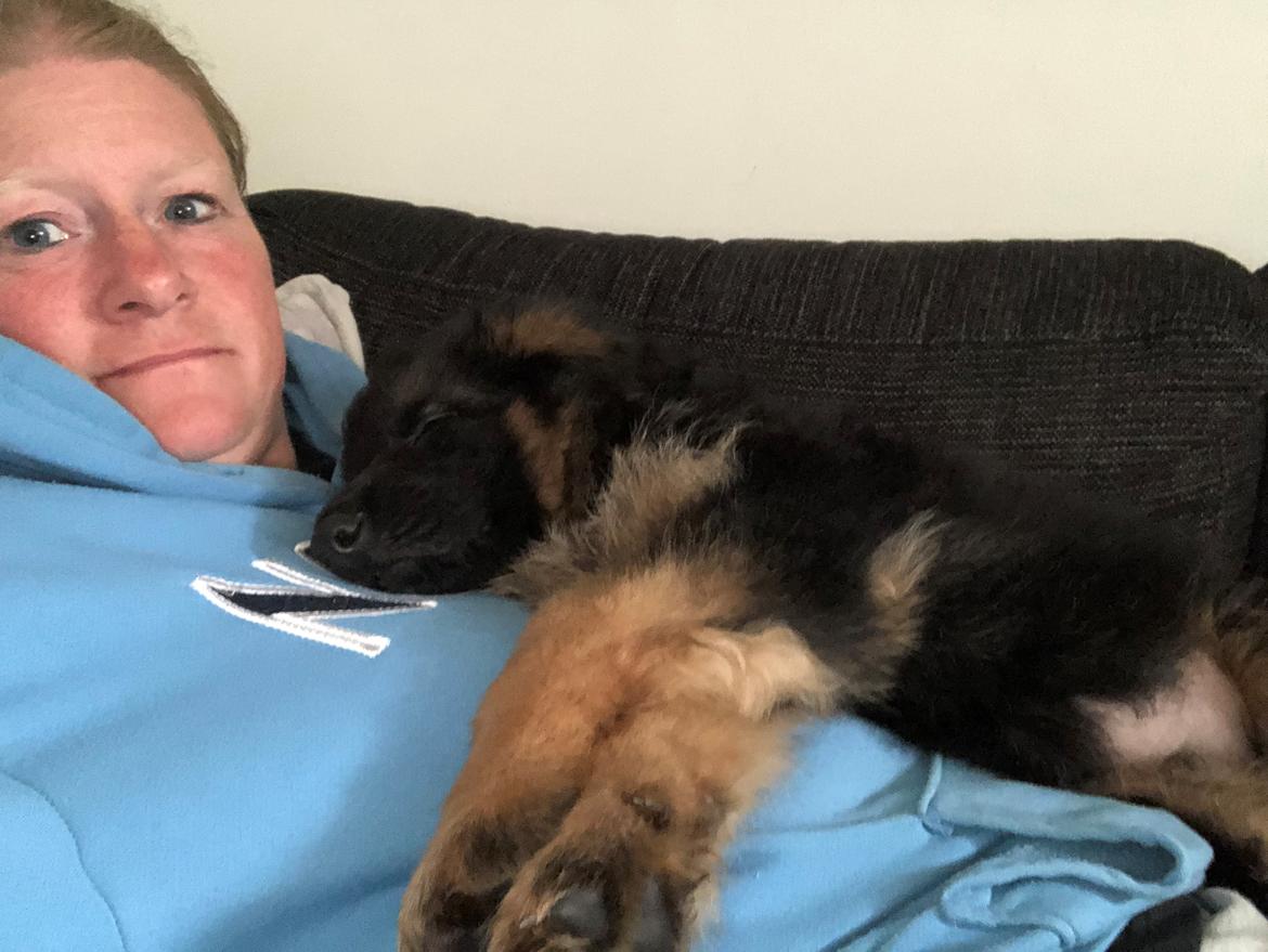 Schæferhund Xinkai  billede 13