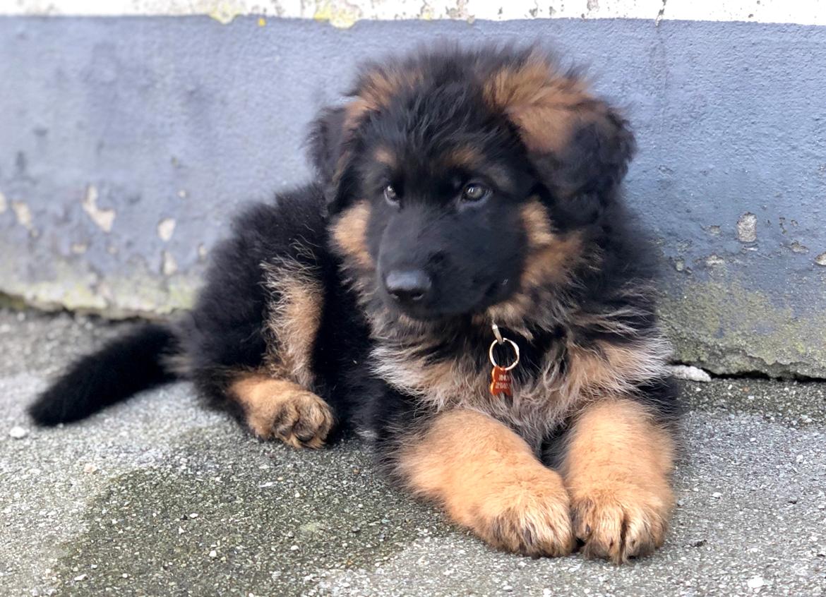 Schæferhund Xinkai  billede 25