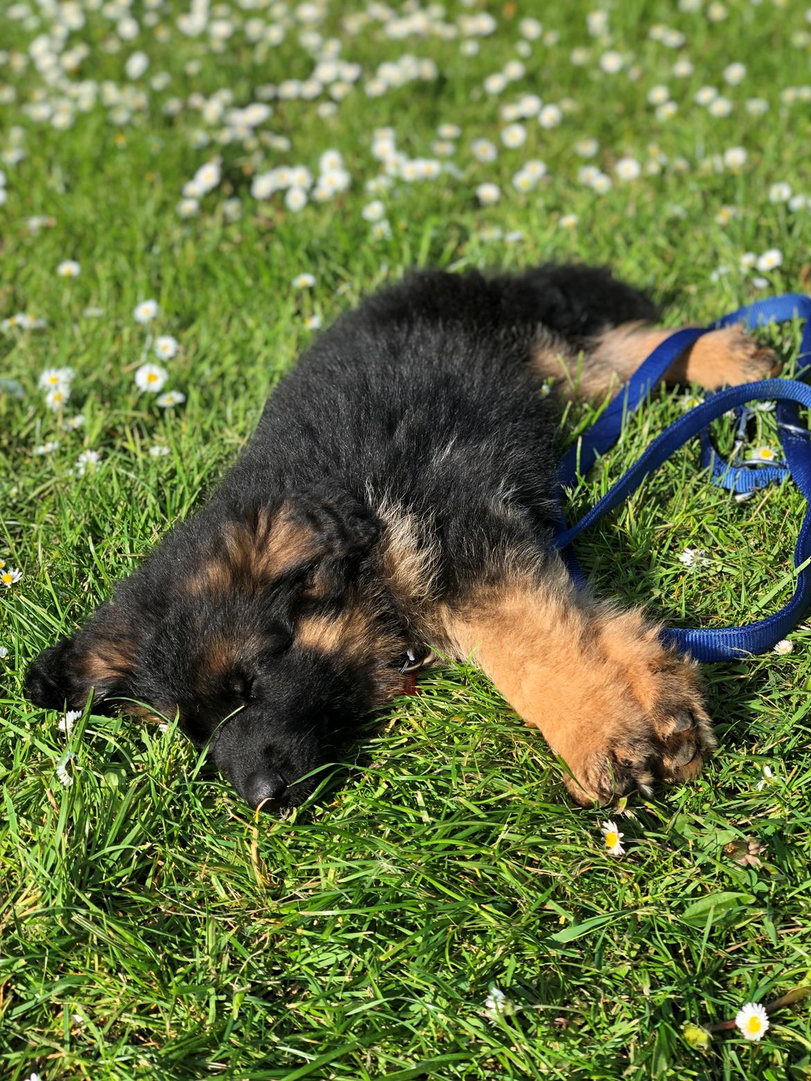 Schæferhund Xinkai  billede 26