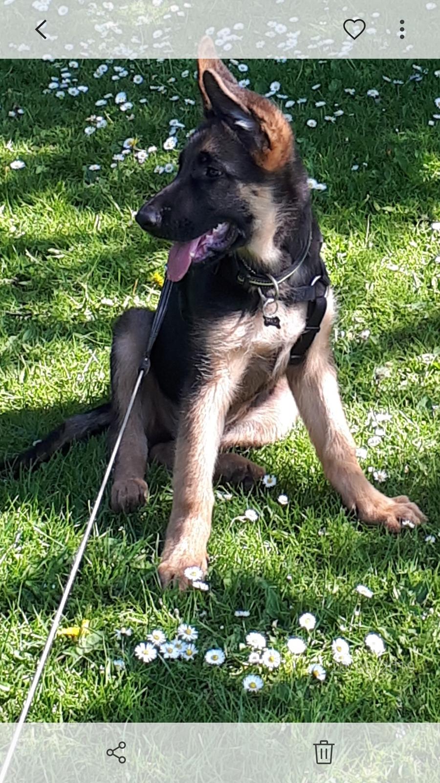 Schæferhund Santo jr. - 14 uger billede 18