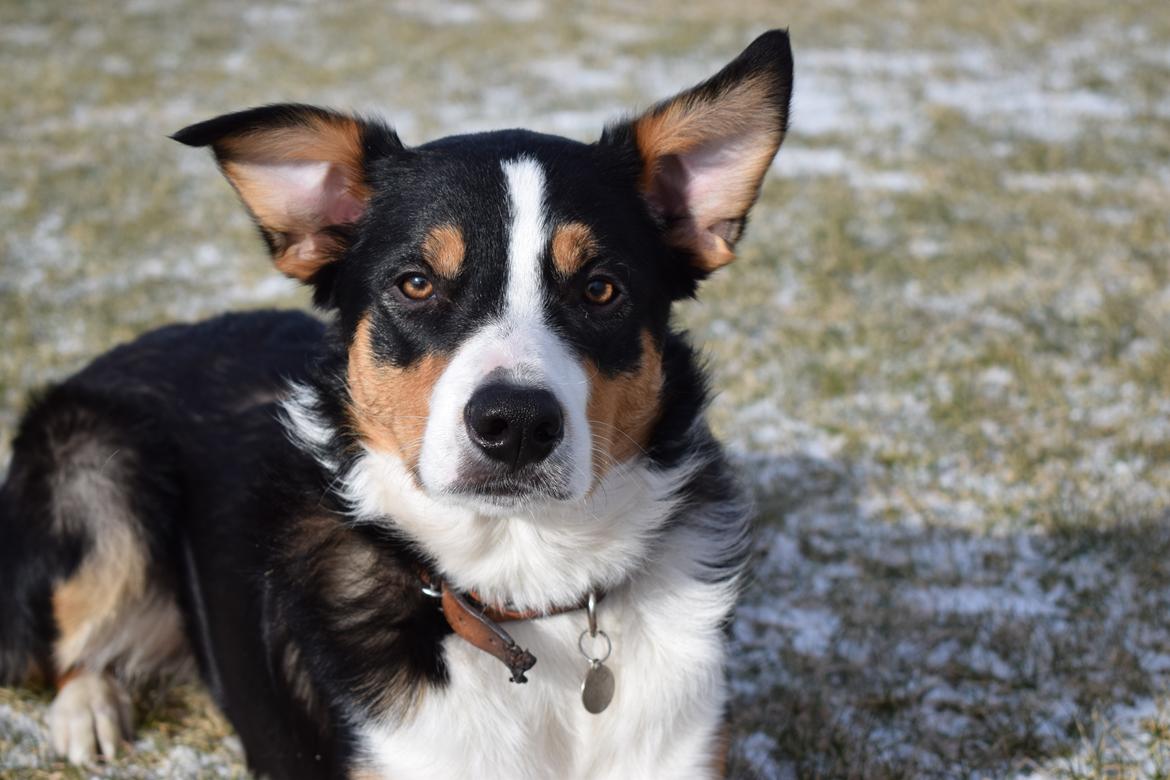 Border collie Lupin aka. Antti billede 7