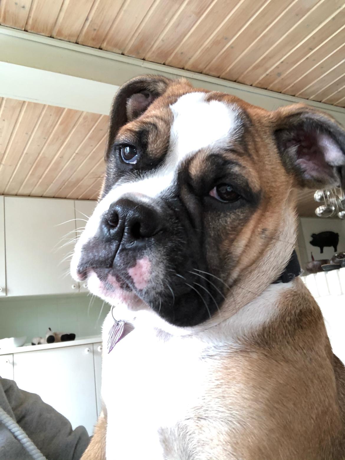 Olde english bulldogge Scarlett Fie billede 4