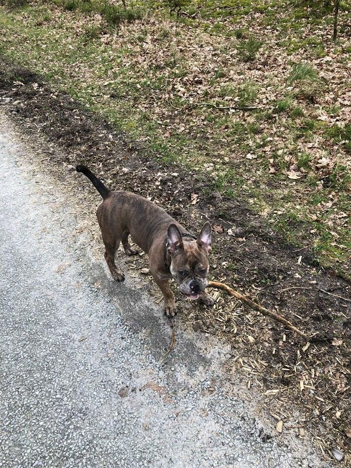 Olde english bulldogge MightyBulldogs Sylvesters Drøm billede 8