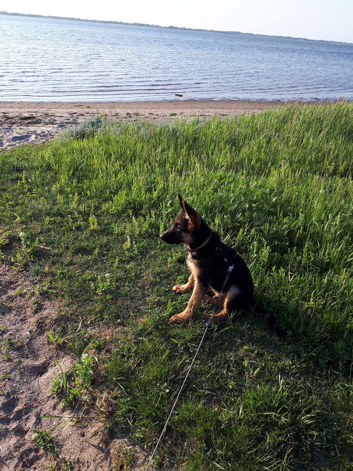 Schæferhund Santo jr. billede 19