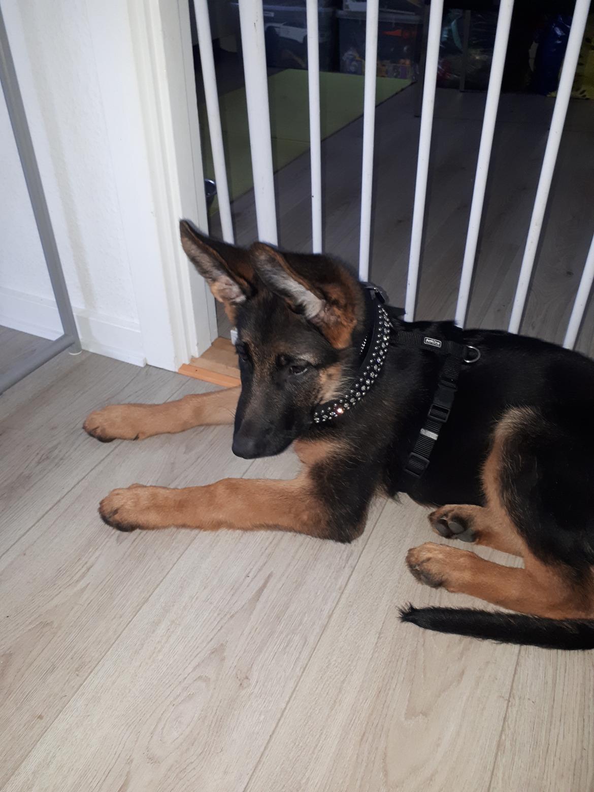 Schæferhund Santo jr. - 14 uger  billede 20