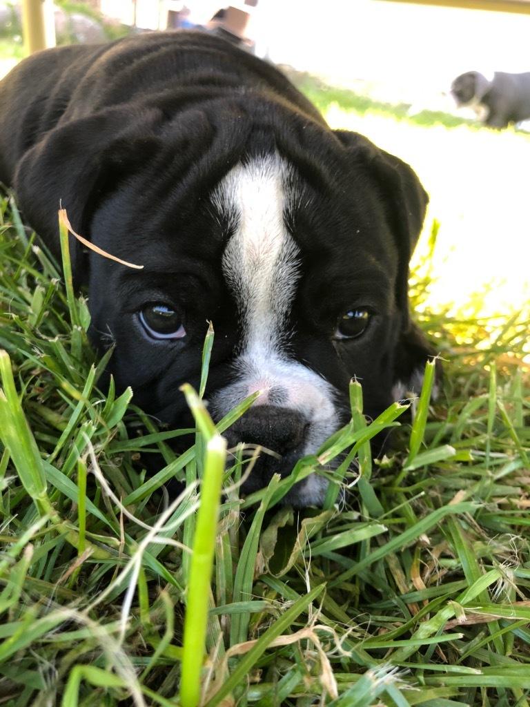 Olde english bulldogge Manse billede 1