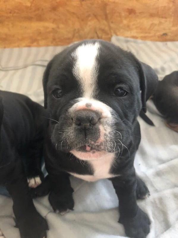 Olde english bulldogge Manse billede 5