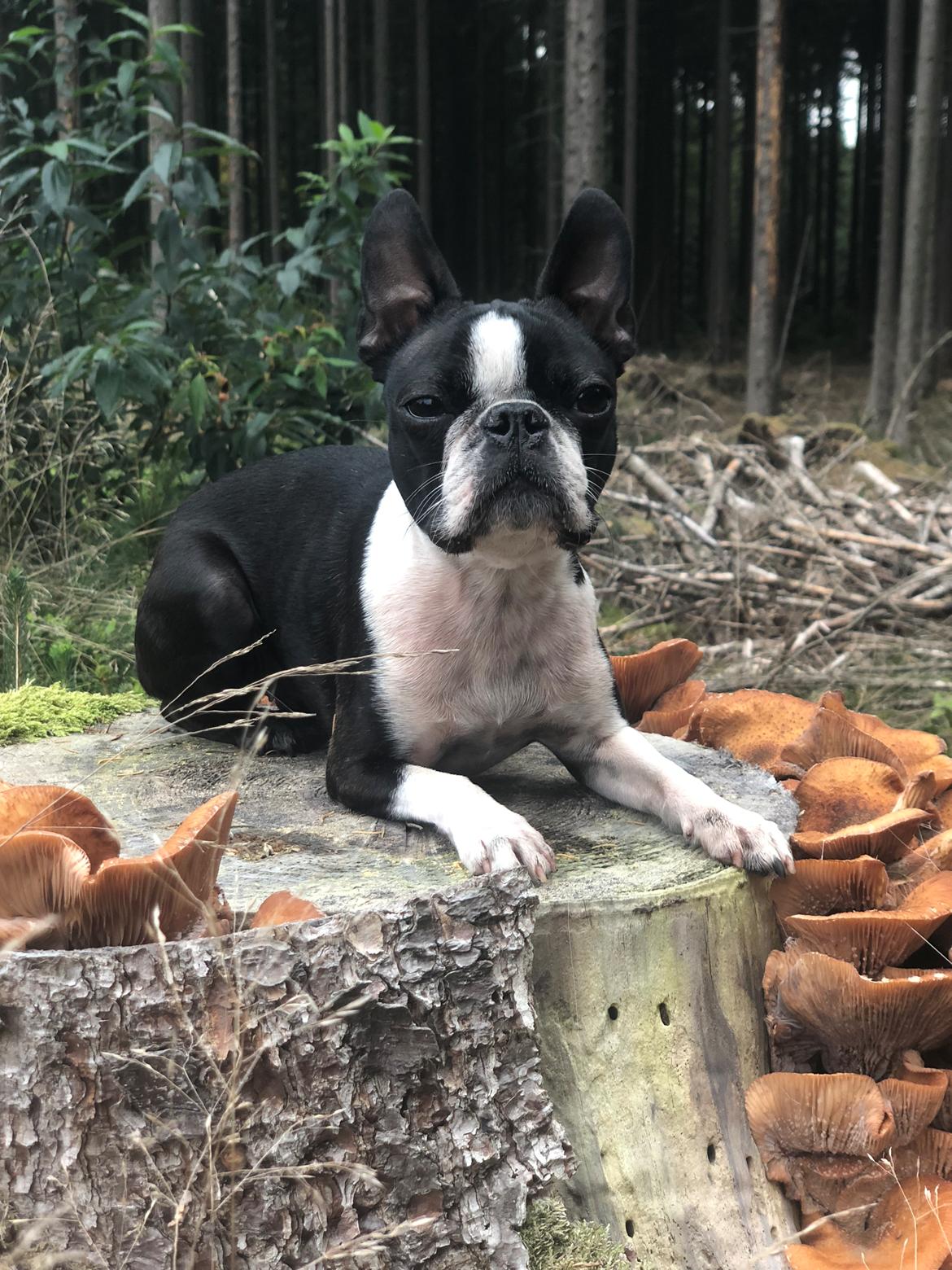 Boston terrier Naddie billede 48