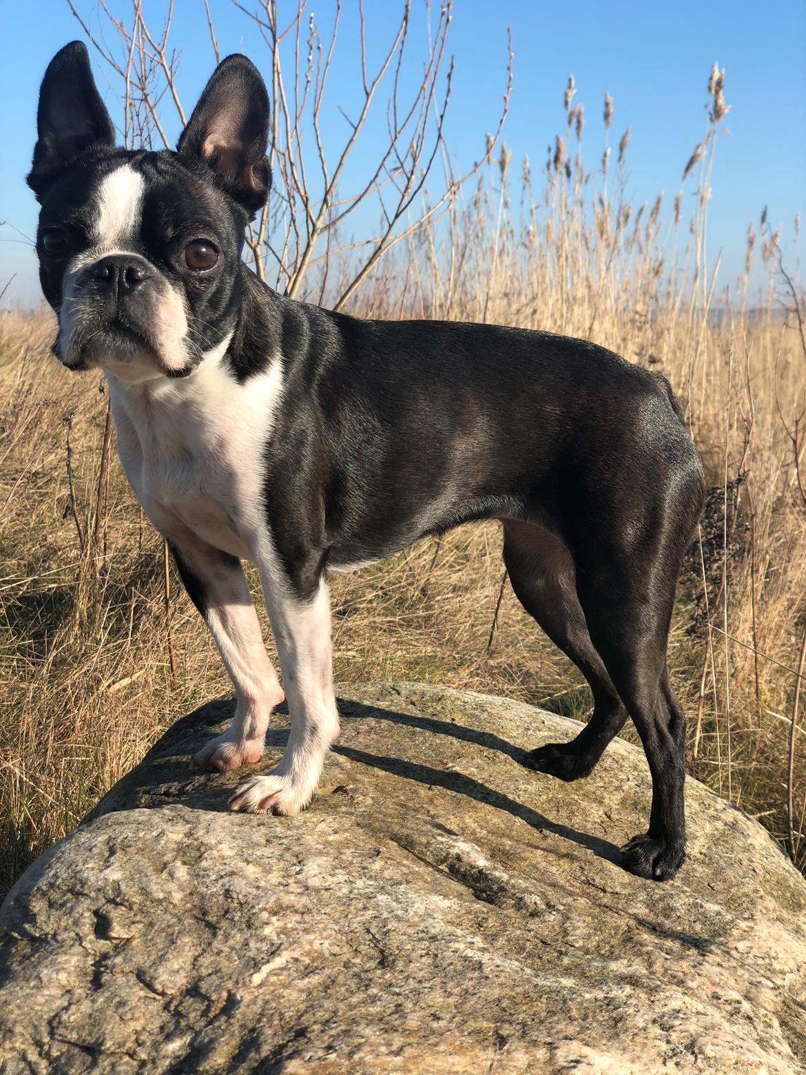 Boston terrier Naddie - Naddie, 2 år. På tur til Fyn. billede 6