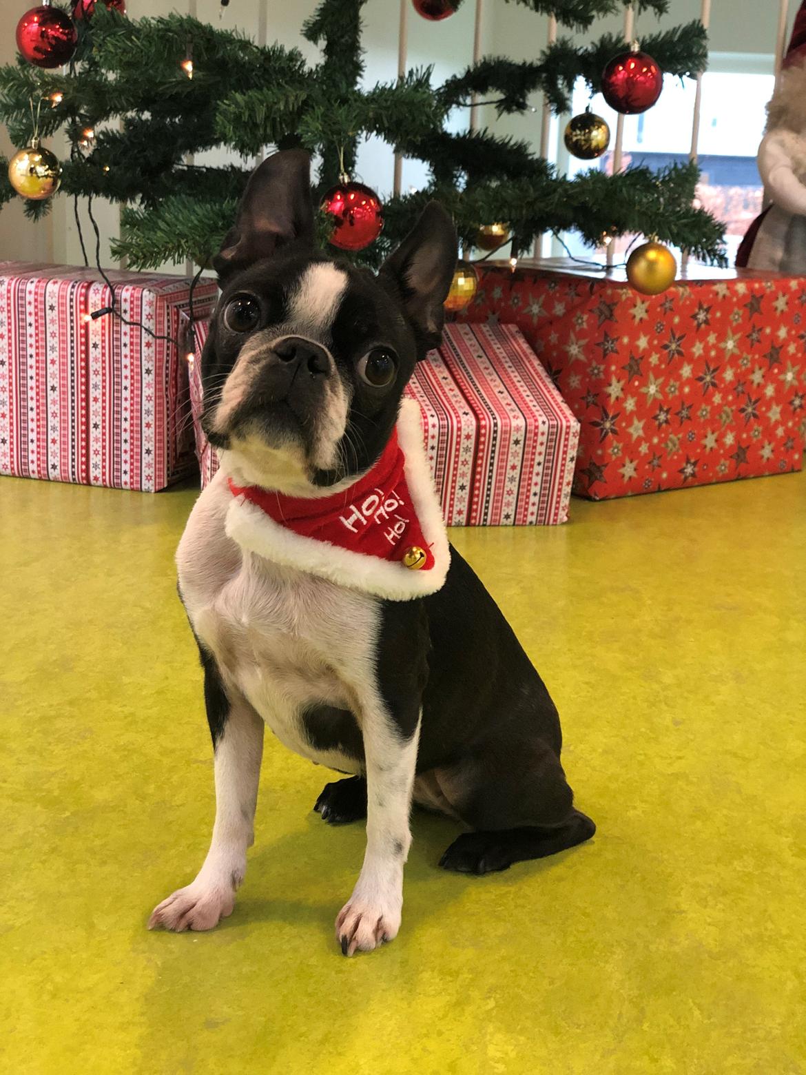 Boston terrier Naddie - Glædelig jul (2018) billede 2