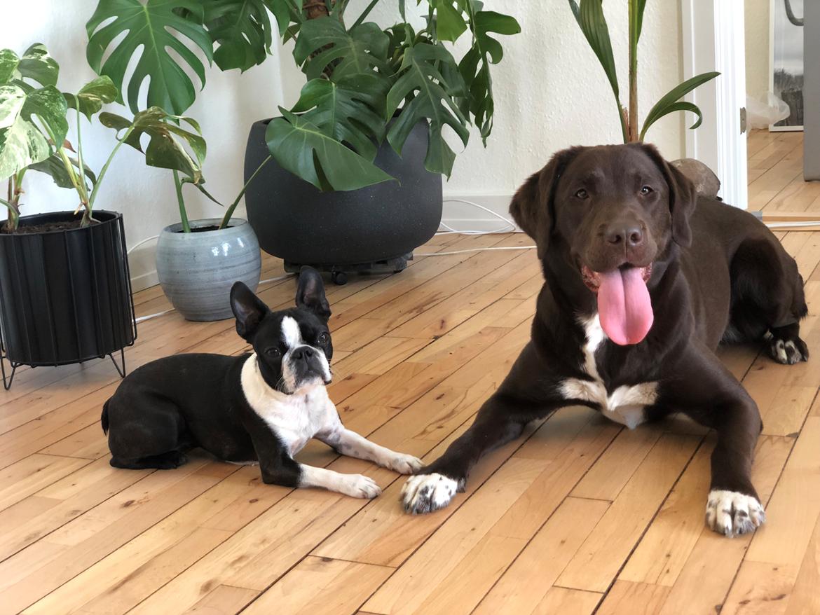 Boston terrier Naddie - Naddie har besøg af søde Kenya  billede 4