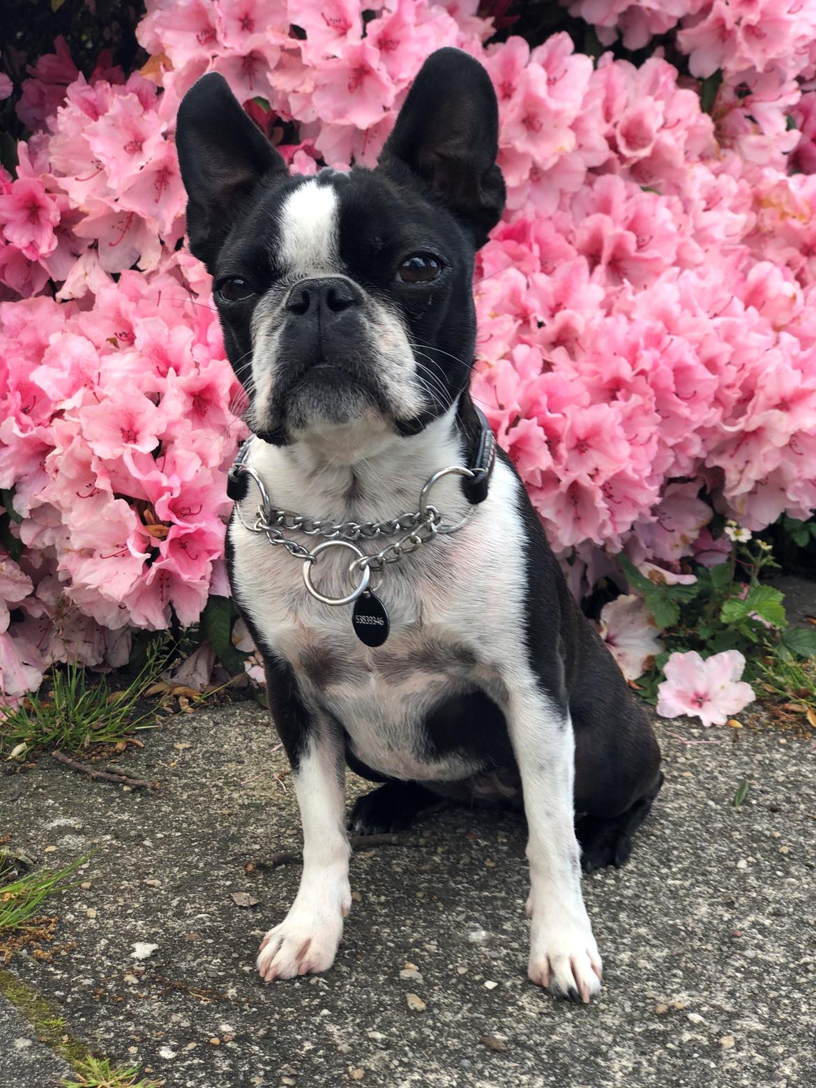 Boston terrier Naddie - Naddie, maj 2019 billede 1