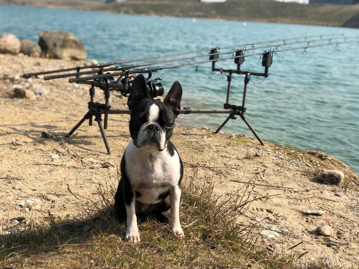 Boston terrier Naddie - På tur på fyn til Størfiskeri. billede 5