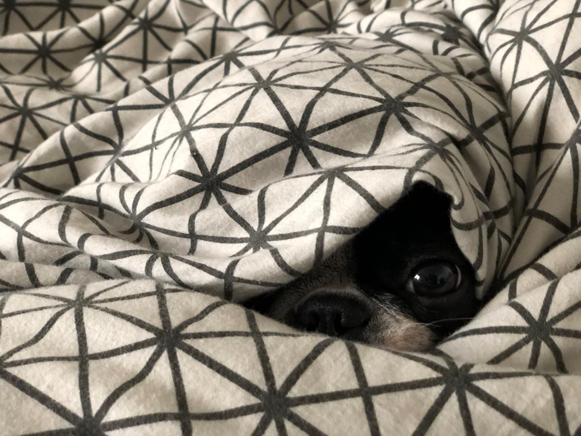 Boston terrier Naddie - Peek-A-Boo billede 7