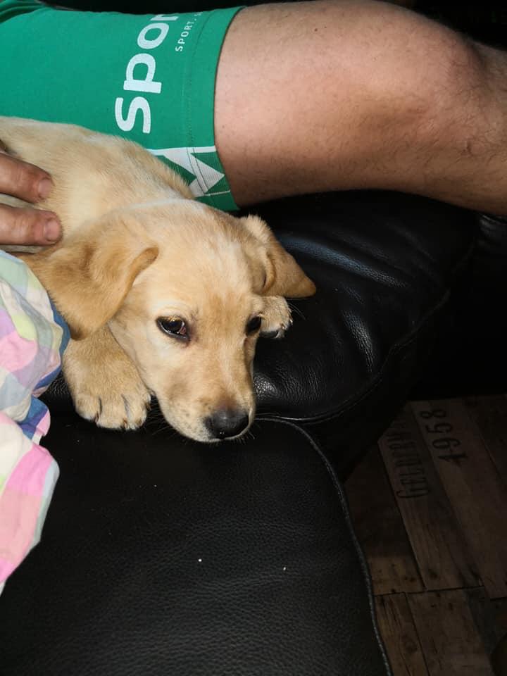 Labrador retriever Lupa billede 12