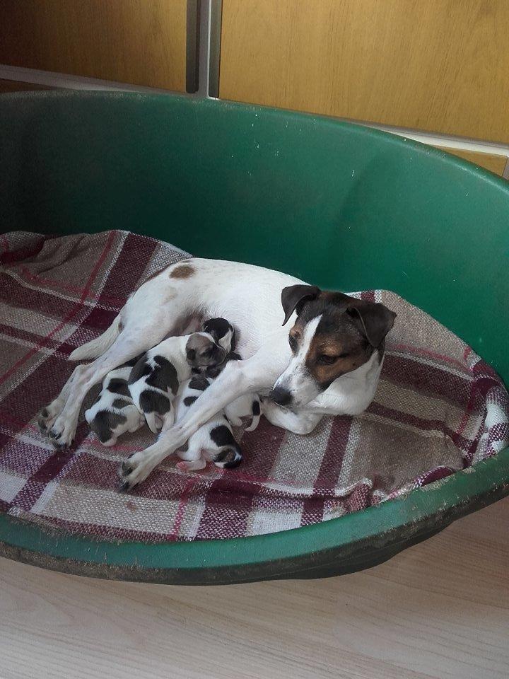 Dansk svensk gaardhund Bjanka billede 7