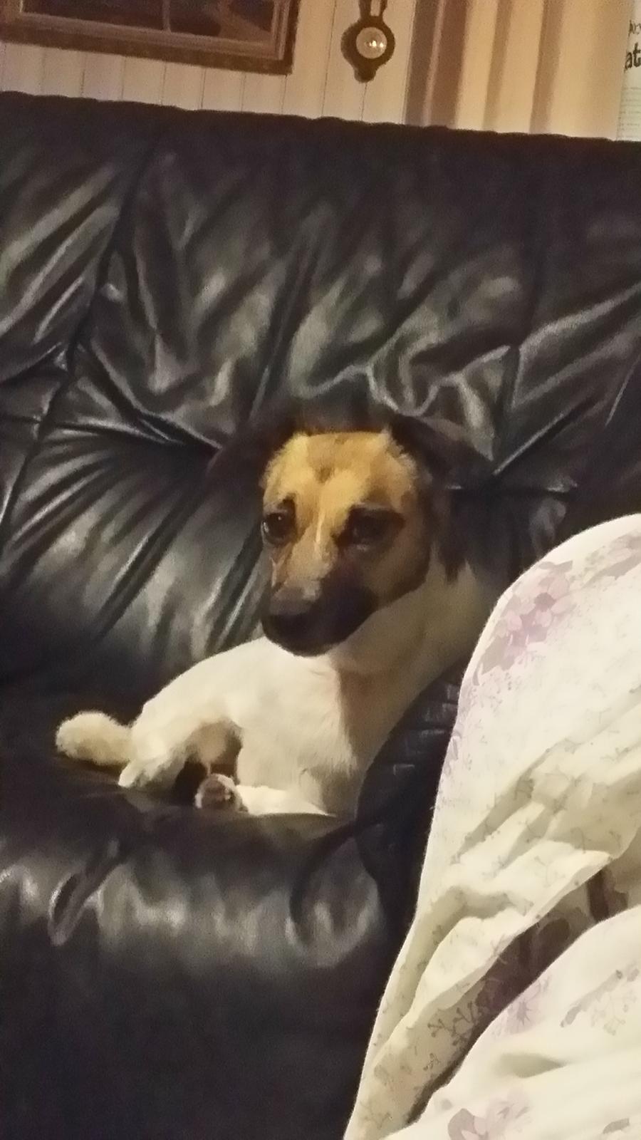 Dansk svensk gaardhund figgo billede 10