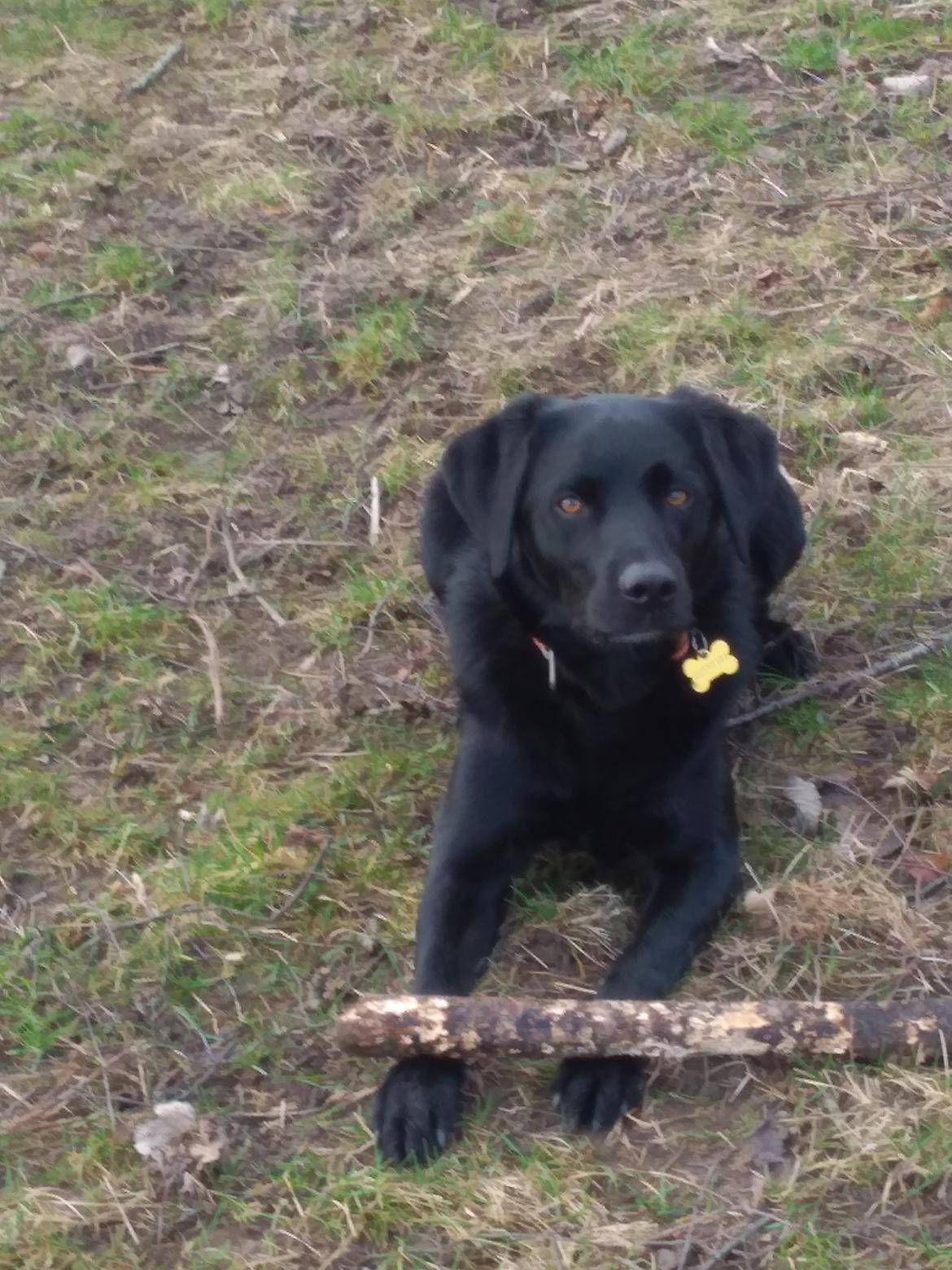 Labrador retriever Rollo billede 5