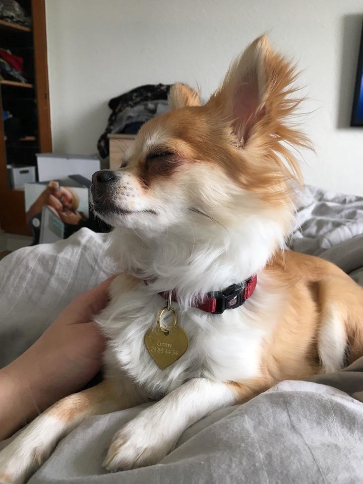 Chihuahua Emmy - I sit es billede 11