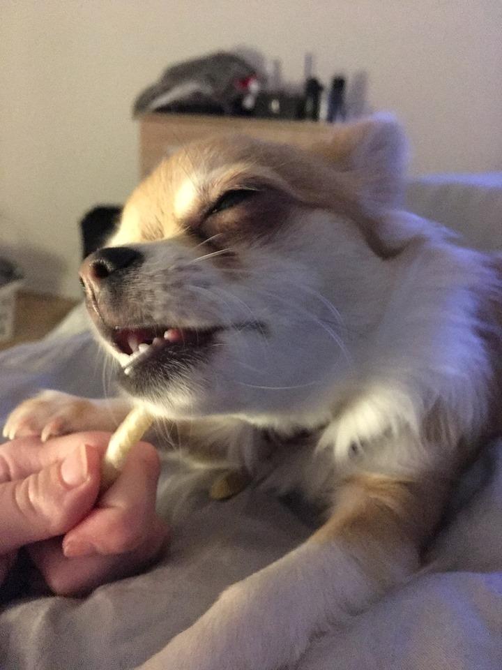 Chihuahua Emmy - Omnomnomnom billede 8