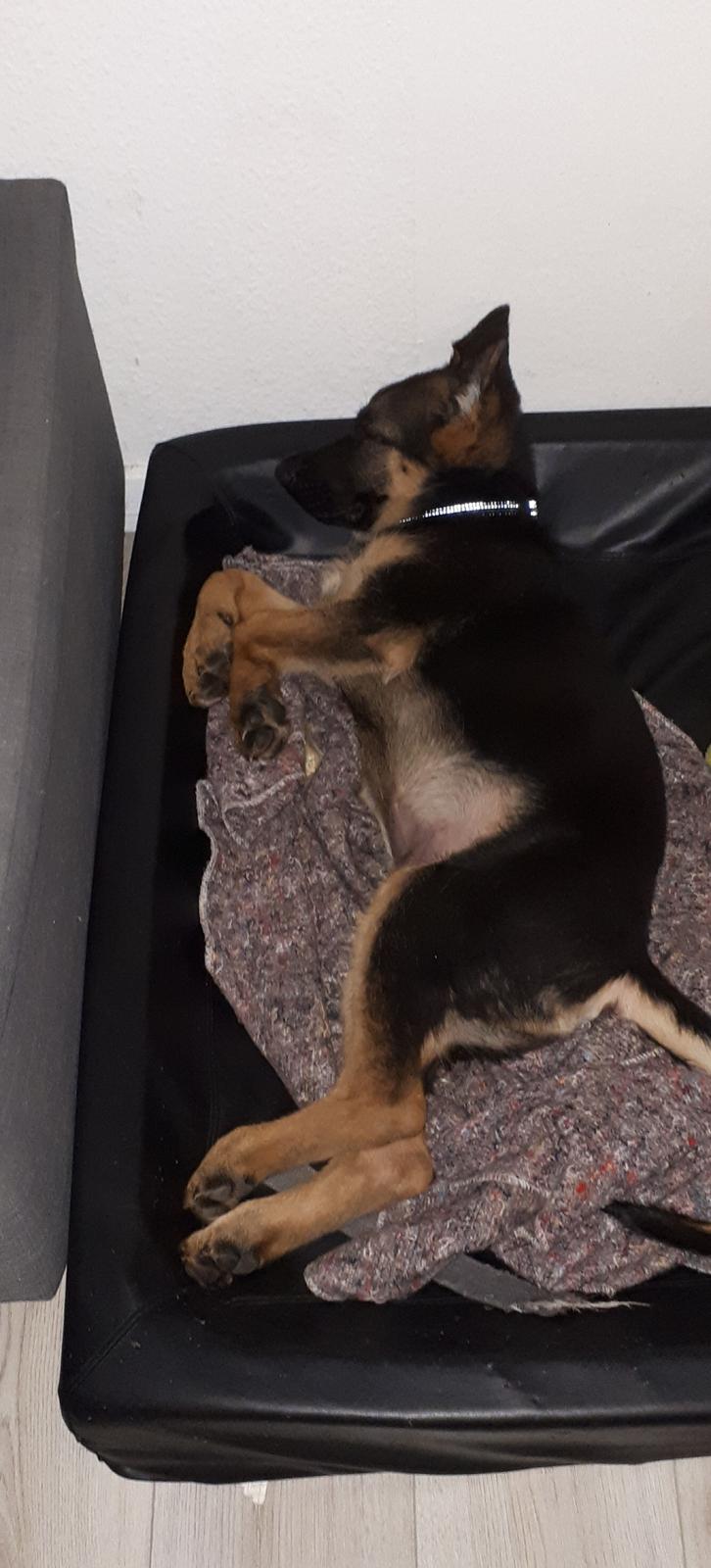 Schæferhund Santo jr. billede 21