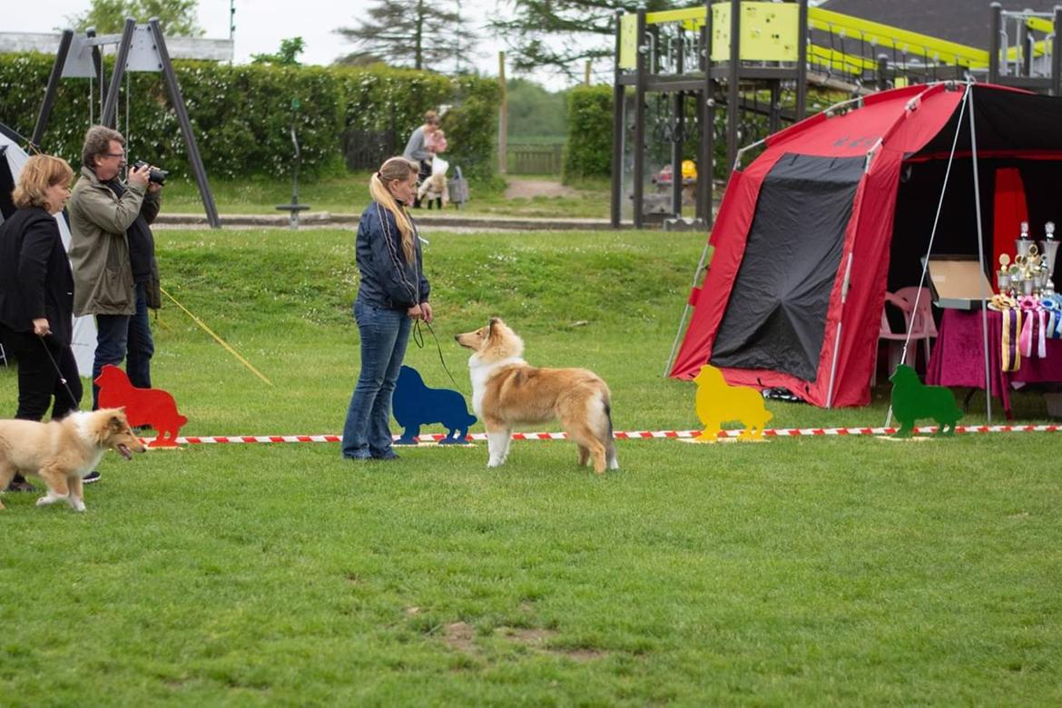 Collie langhåret TKN (US)Keylocs Boomerang of smiles billede 17