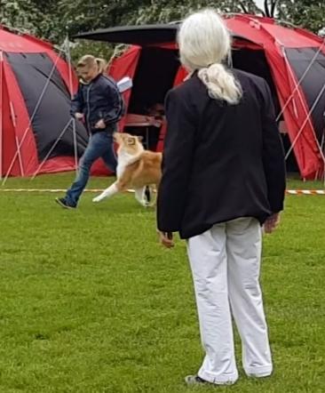 Collie langhåret TKN (US)Keylocs Boomerang of smiles billede 18