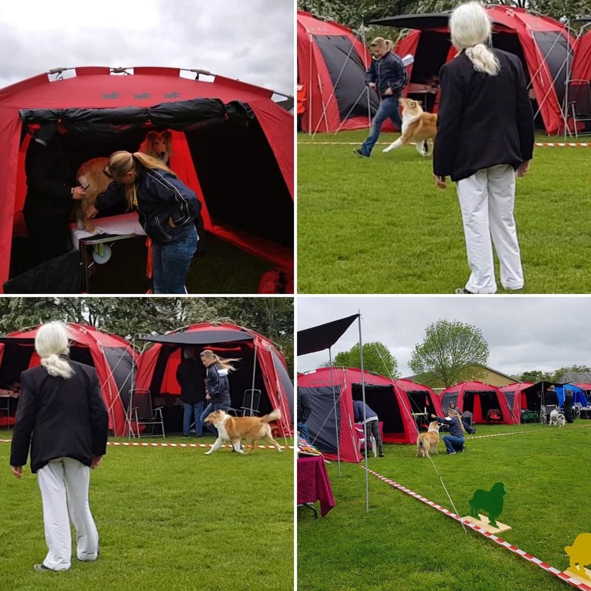 Collie langhåret TKN (US)Keylocs Boomerang of smiles billede 19