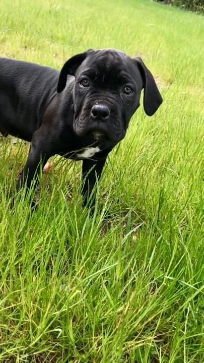 Cane corso Diesel  billede 1