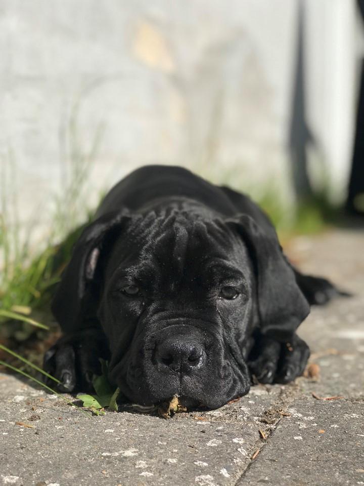 Cane corso Diesel  billede 2