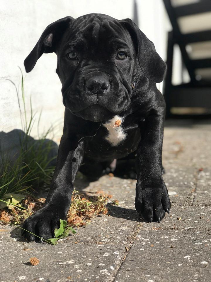 Cane corso Diesel  billede 5