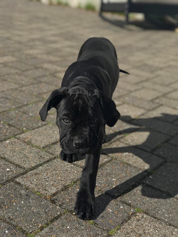 Cane corso Diesel  billede 3