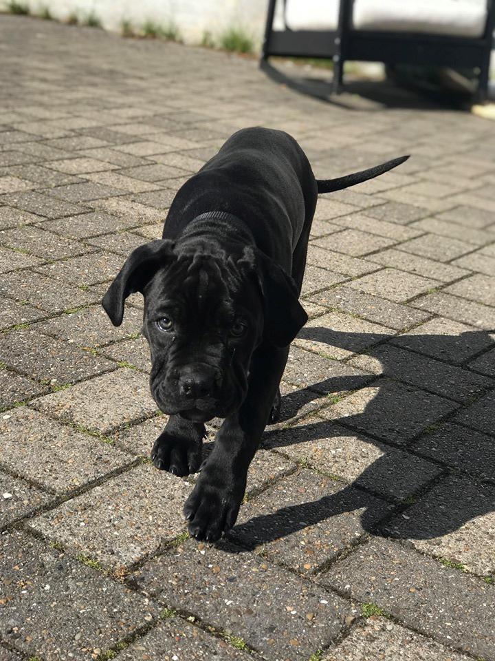 Cane corso Diesel  billede 7