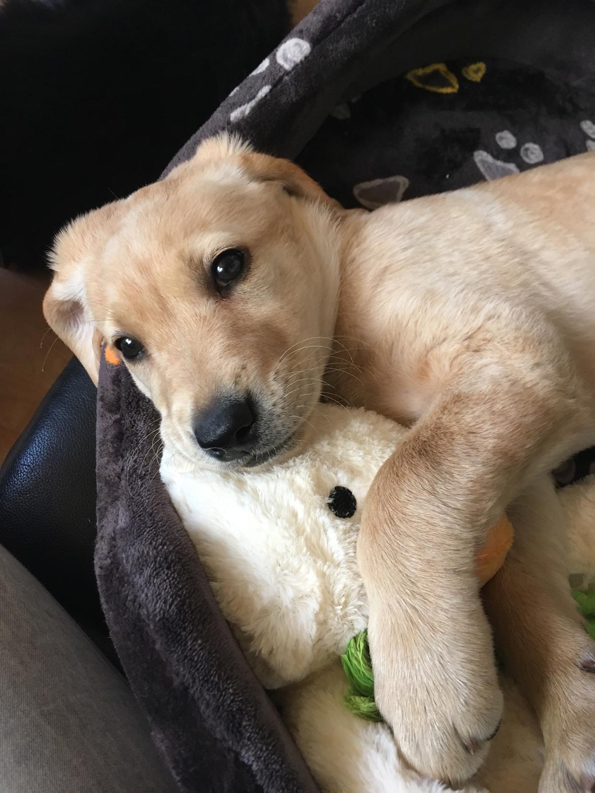 Labrador retriever Lupa billede 14