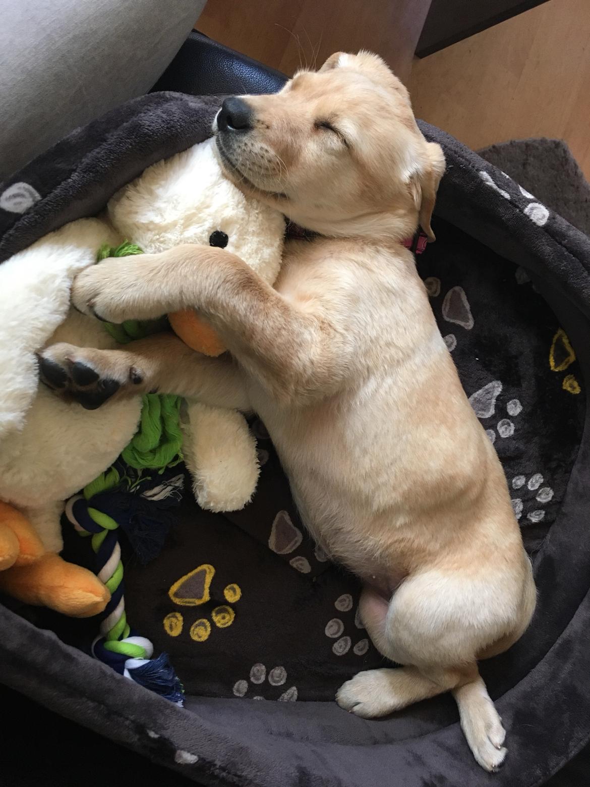 Labrador retriever Lupa billede 13