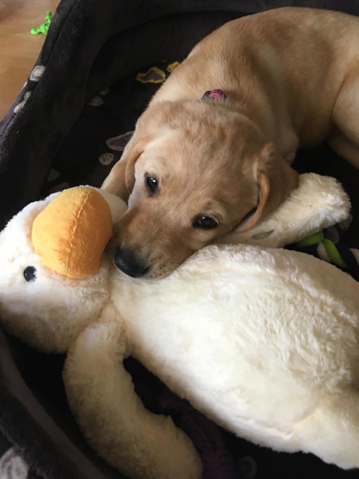 Labrador retriever Lupa billede 15