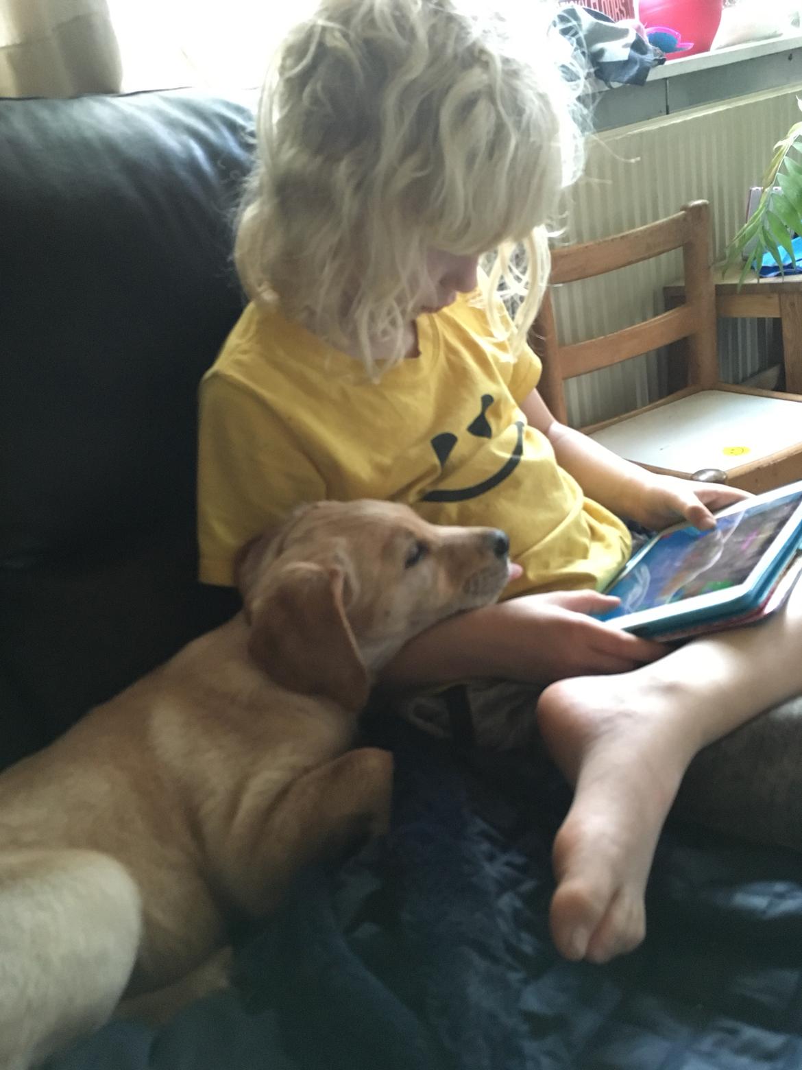 Labrador retriever Lupa billede 17