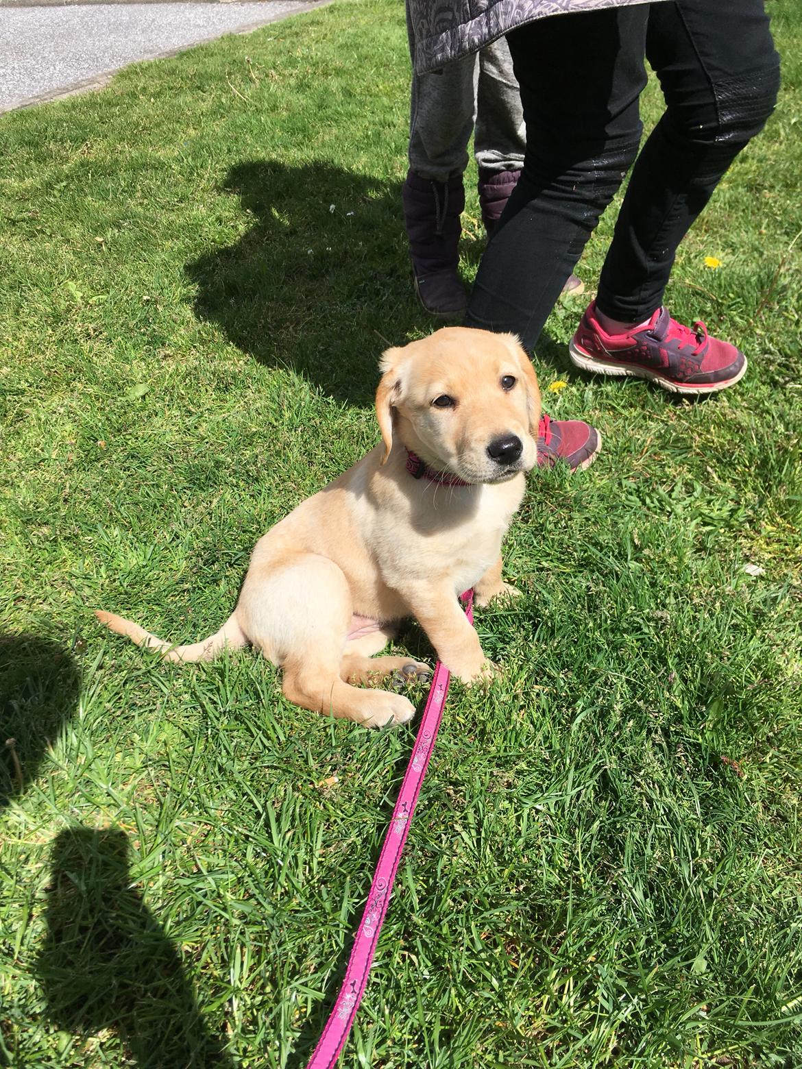 Labrador retriever Lupa billede 16