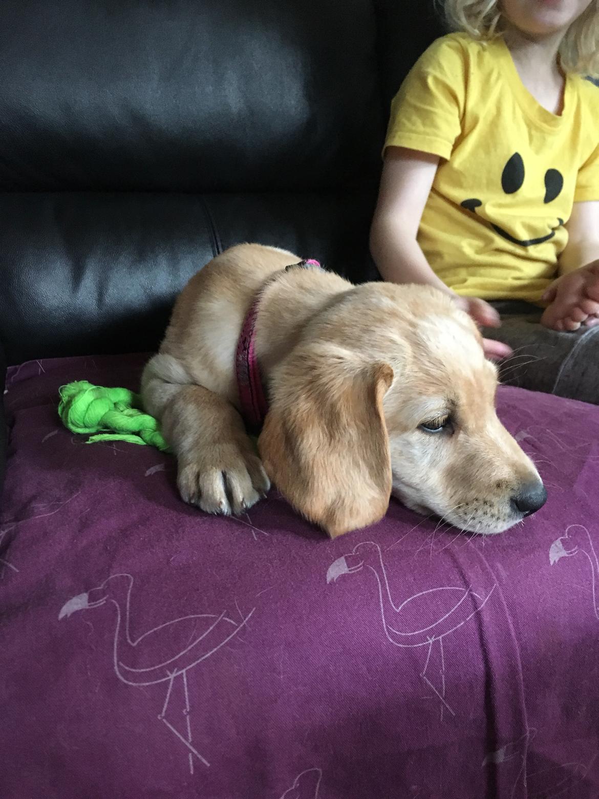 Labrador retriever Lupa billede 20