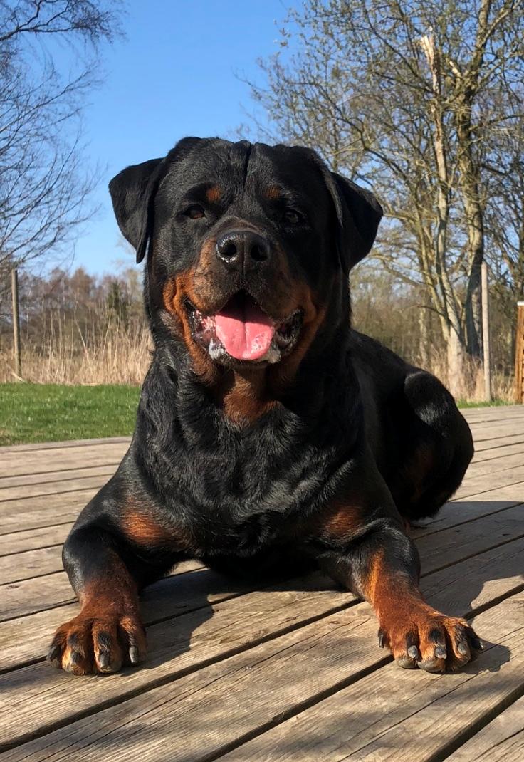 Rottweiler Furby billede 2