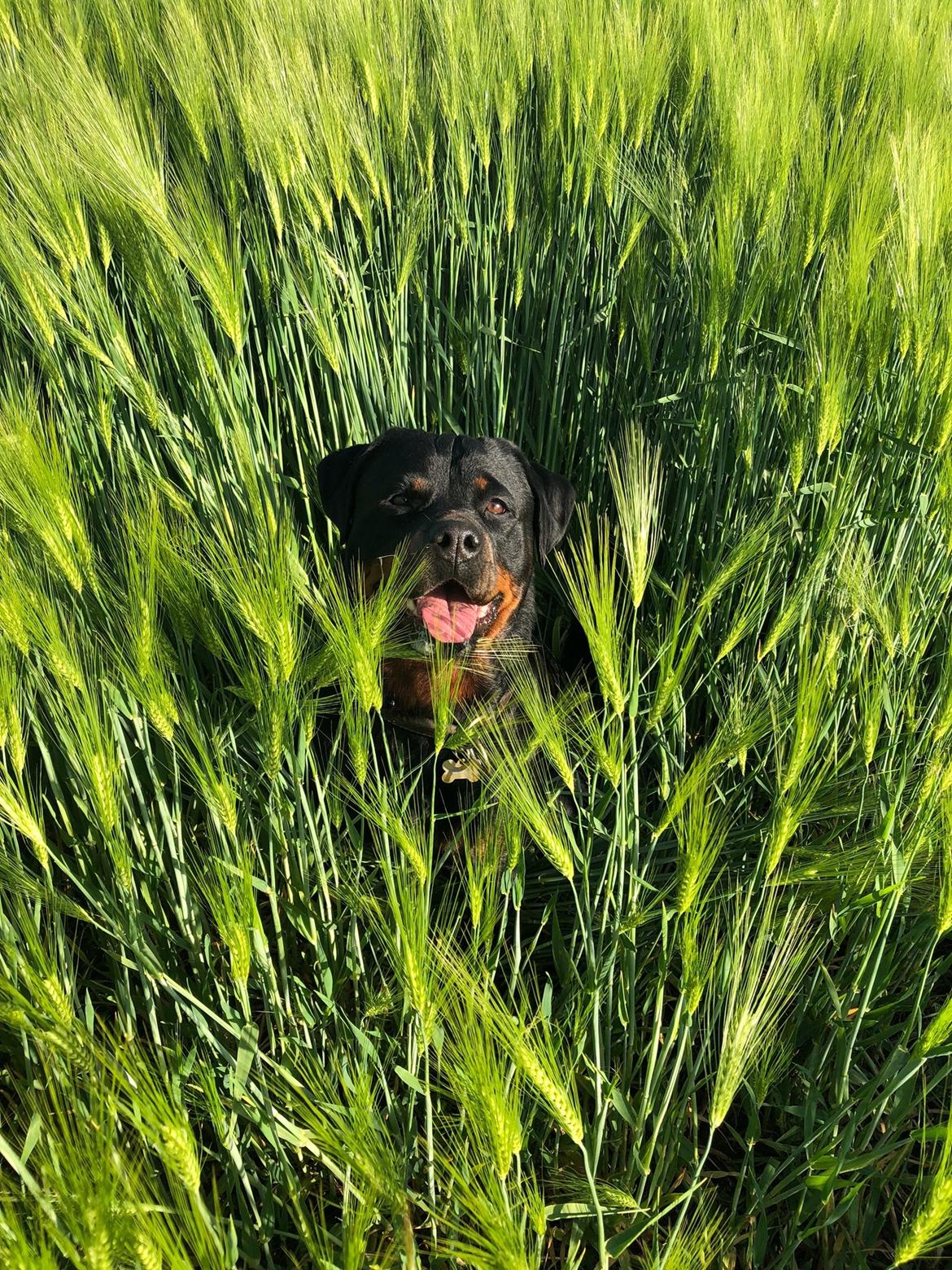 Rottweiler Furby billede 3