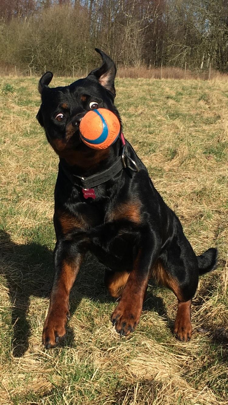 Rottweiler Furby billede 5